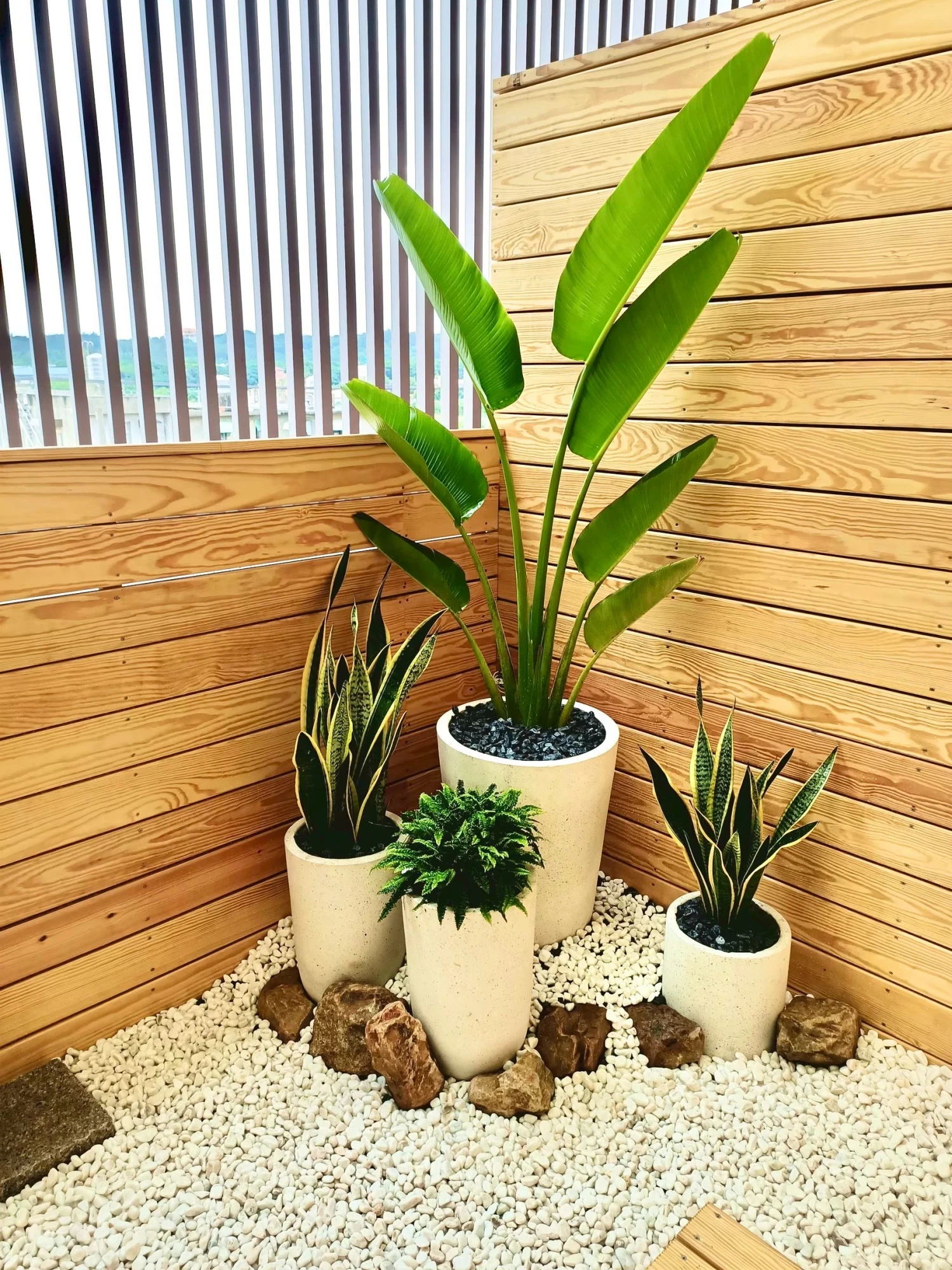 室內盆景