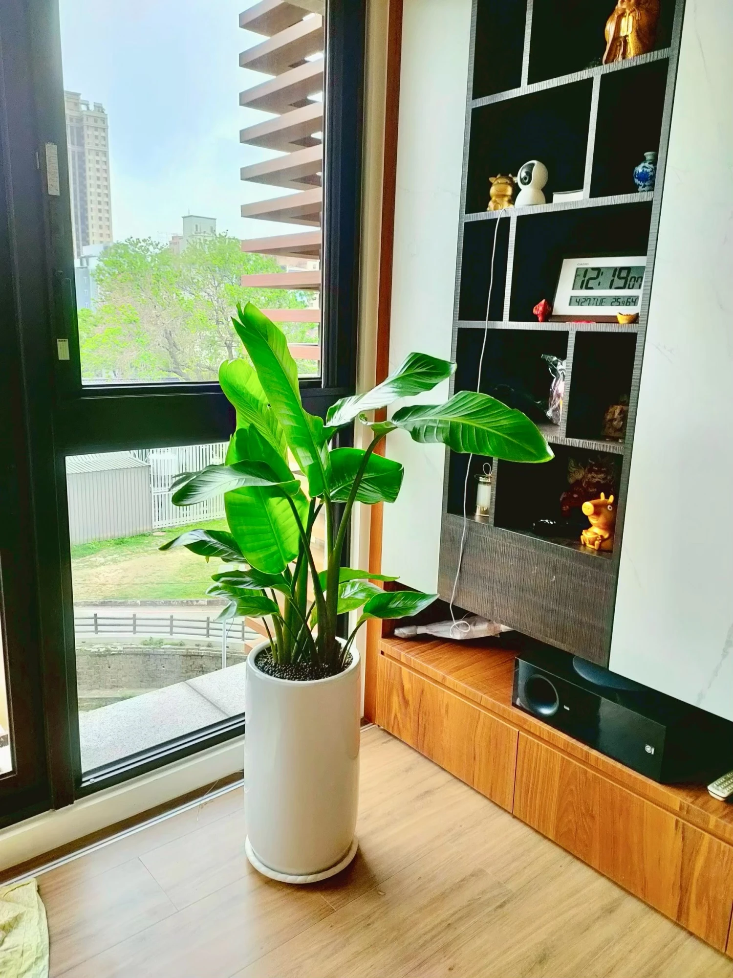 室內盆景