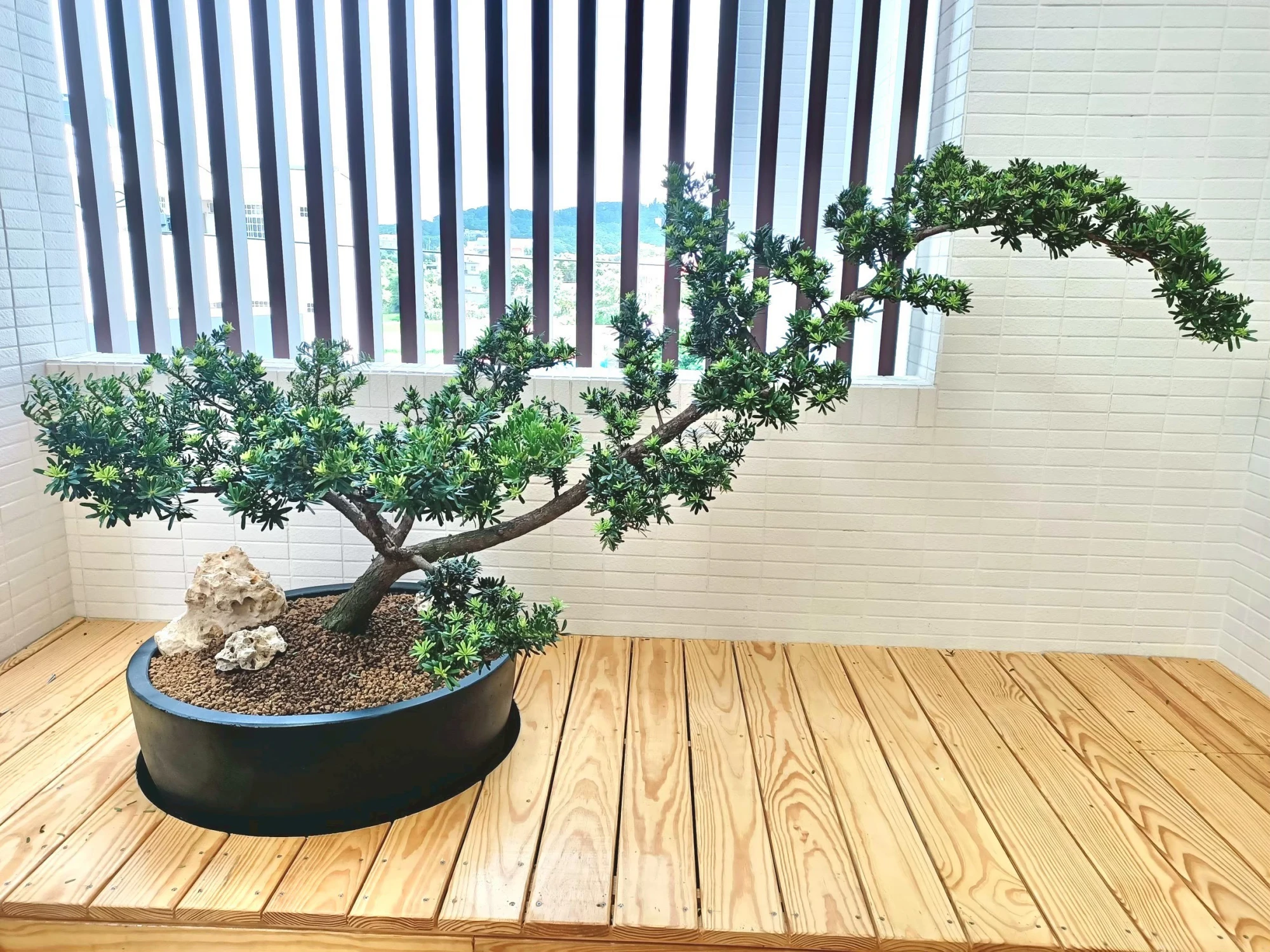 室內盆景