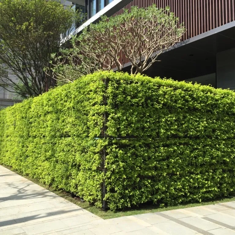 植栽牆綠籬 | ManZhu |社區庭園維護