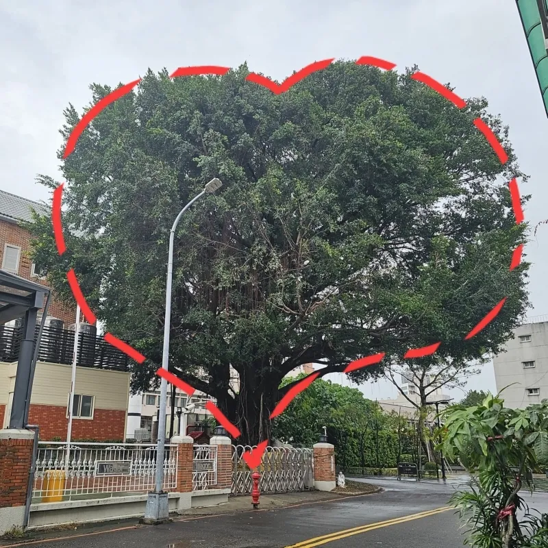 透過空間設計把外部的景觀納入視覺範圍/台中修樹推薦/霧峰修樹推薦