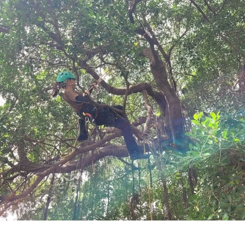 有的老樹被珍愛，有的老樹是意外/台中老樹修剪/霧峰老樹修剪