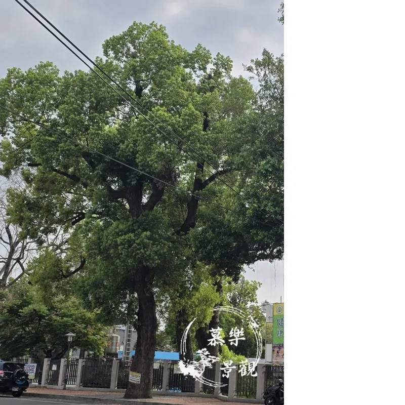 #迷思一：樹木剪完都會很快長回來 | 台中景觀設計 | 台中園藝規劃工程