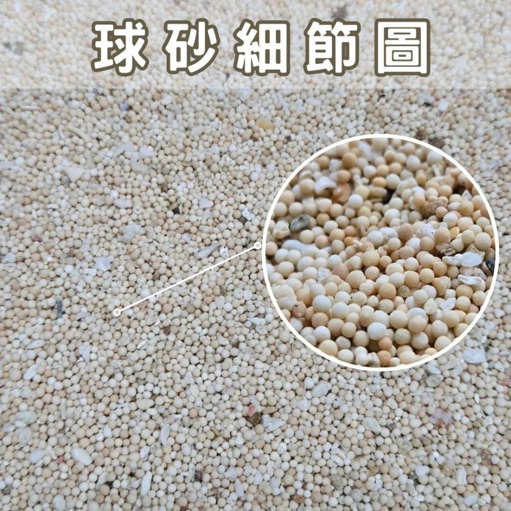 頂級の黃金球砂