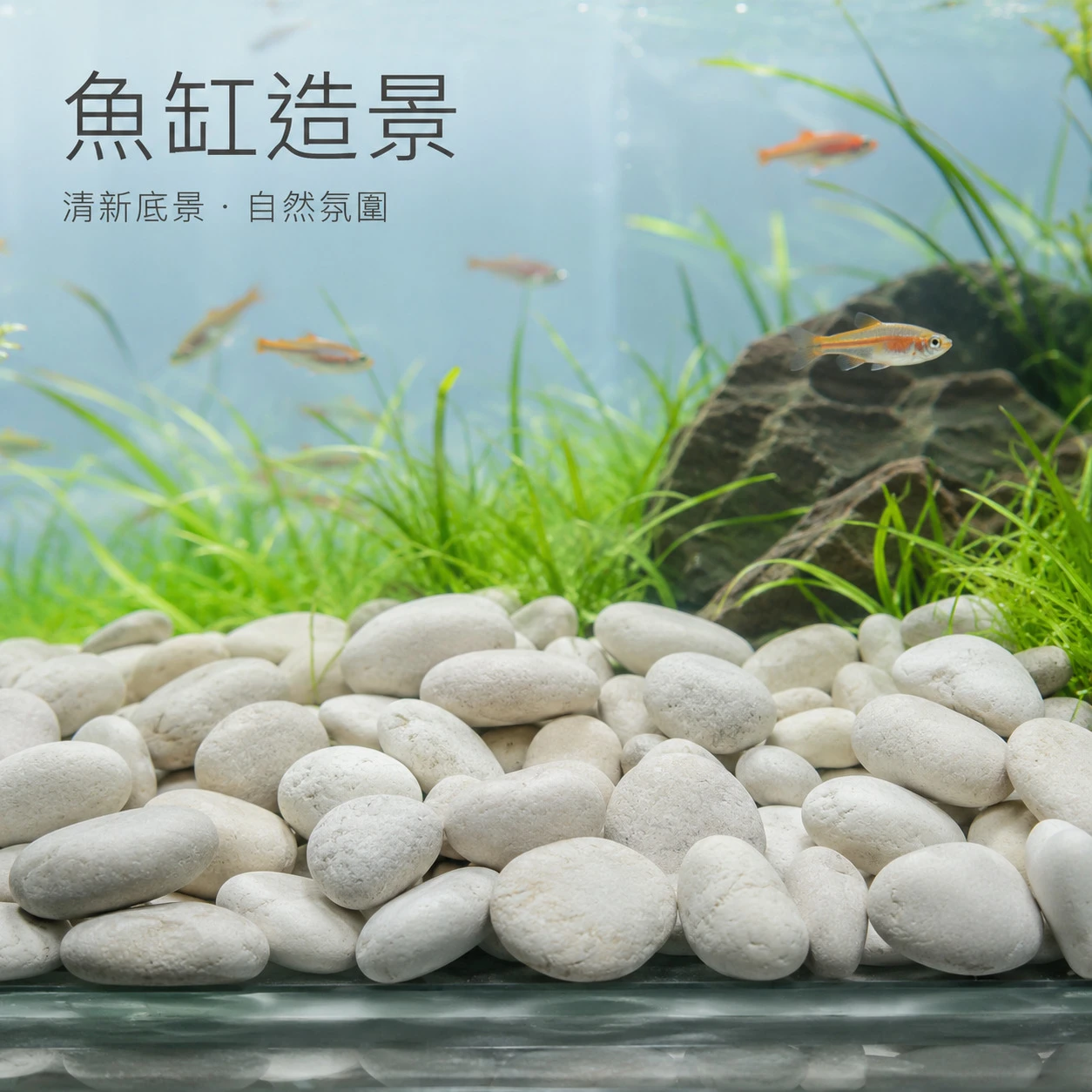 星白圓卵石-20KG