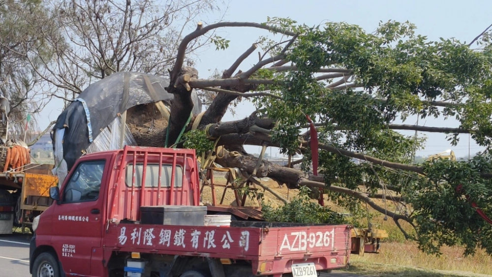 樹木移植/移樹工程