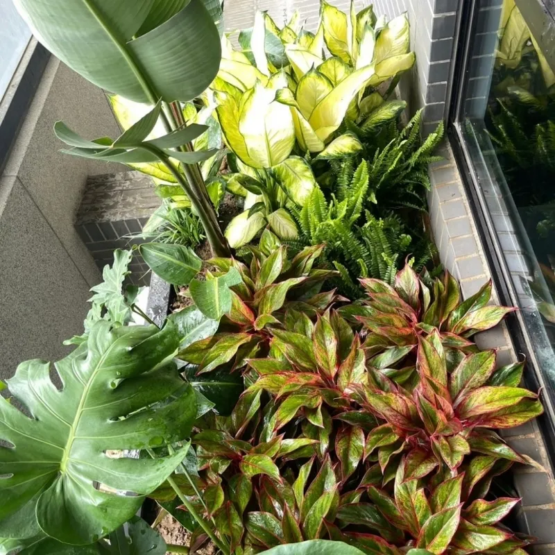 案例分享-陽台景觀配置