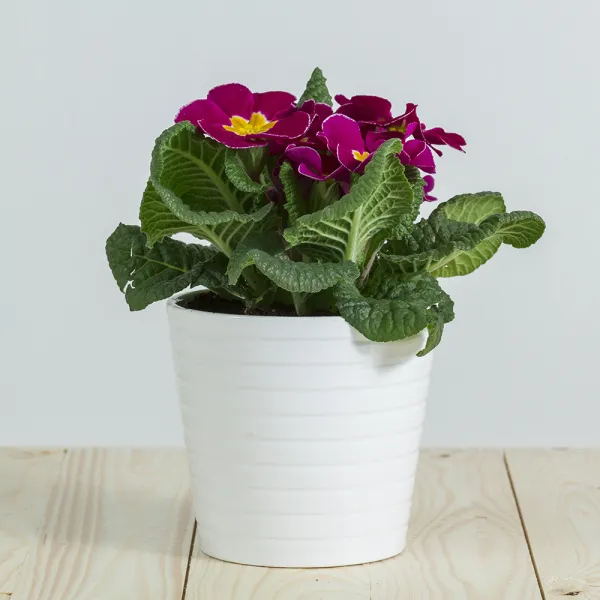 如何正確幫植物澆水? 盆栽專賣,桃園盆栽專賣