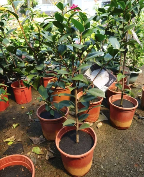 觀葉植物怎麼選? 鹿角蕨批發,桃園鹿角蕨批發