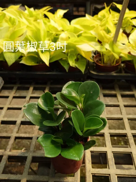 盆栽一定要換土嗎? 開幕盆栽,桃園開幕盆栽