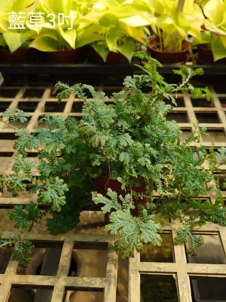 小盆栽多久澆一次水?造景盆栽,桃園造景盆栽