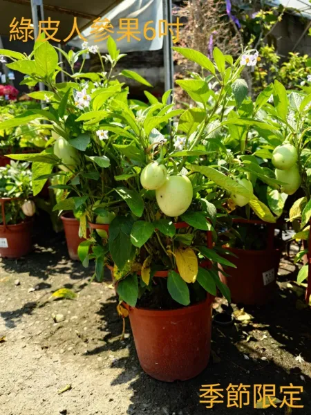 室內盆栽用什麼土? 盆景專賣,桃園盆景專賣