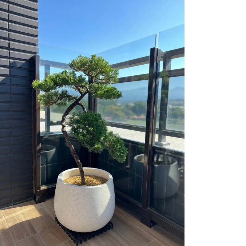 陽台綠植規劃｜羅漢松 | 真柏 | 造型真柏 | 台中真柏 | 台中造型真柏