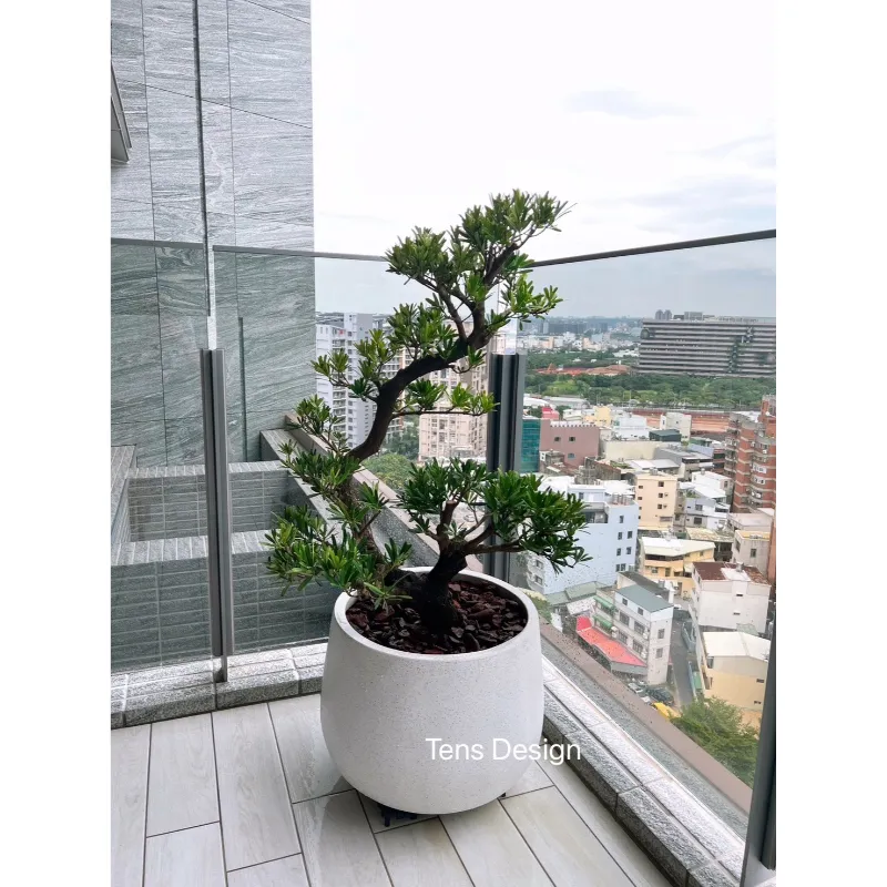 造型羅漢松｜中型｜風水好樹首選