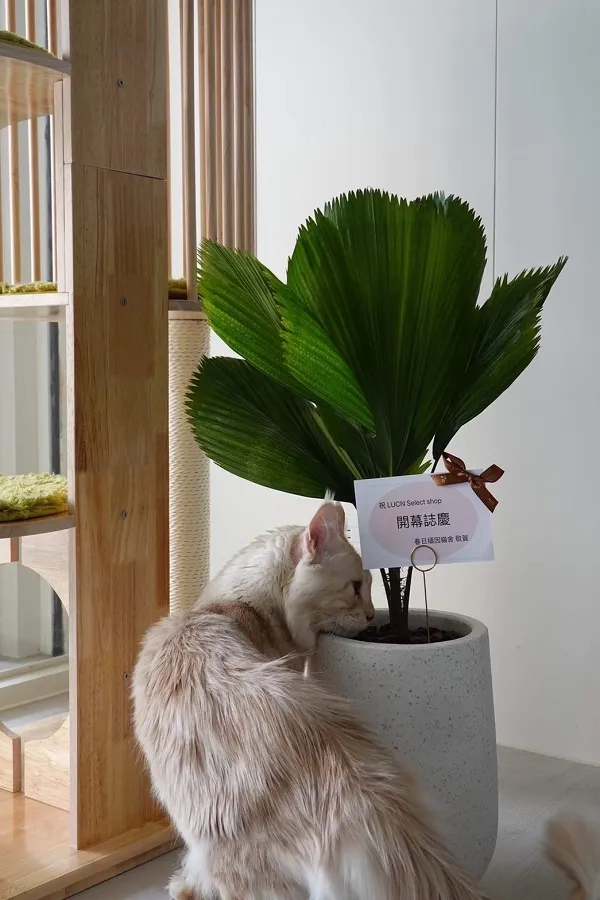 送禮盆栽我該怎麼挑選?  | 台中蘭花盆栽 | 台中蘭花代客送禮 | 彰化蘭花代客送禮