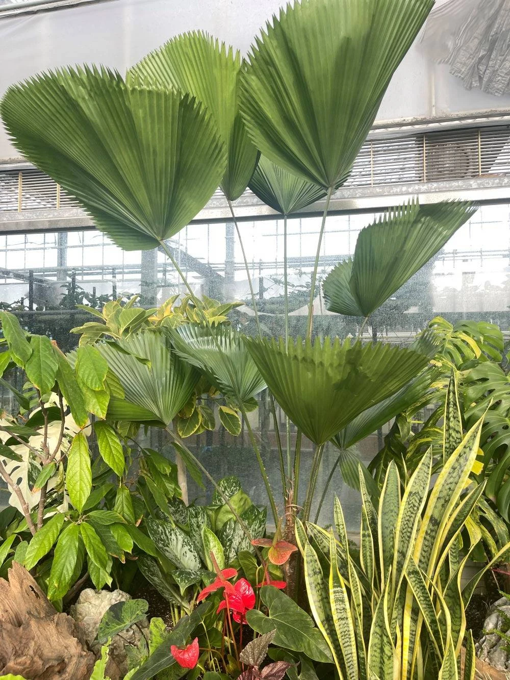 綠色植栽設計